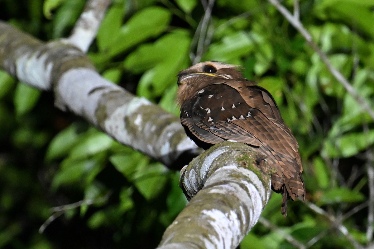 Large Frogmouth - ML624348884