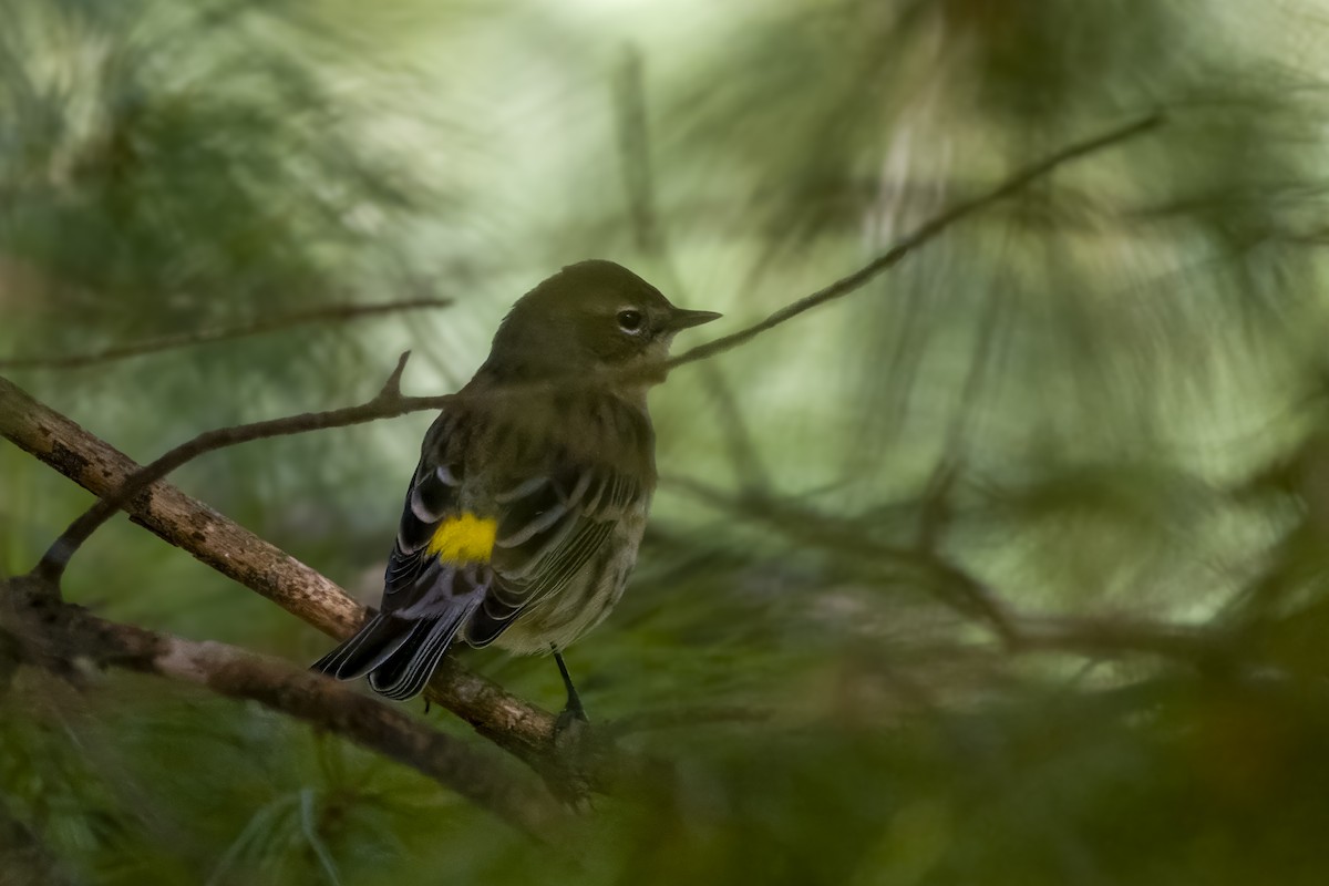 Yellow-rumped Warbler - ML624348931