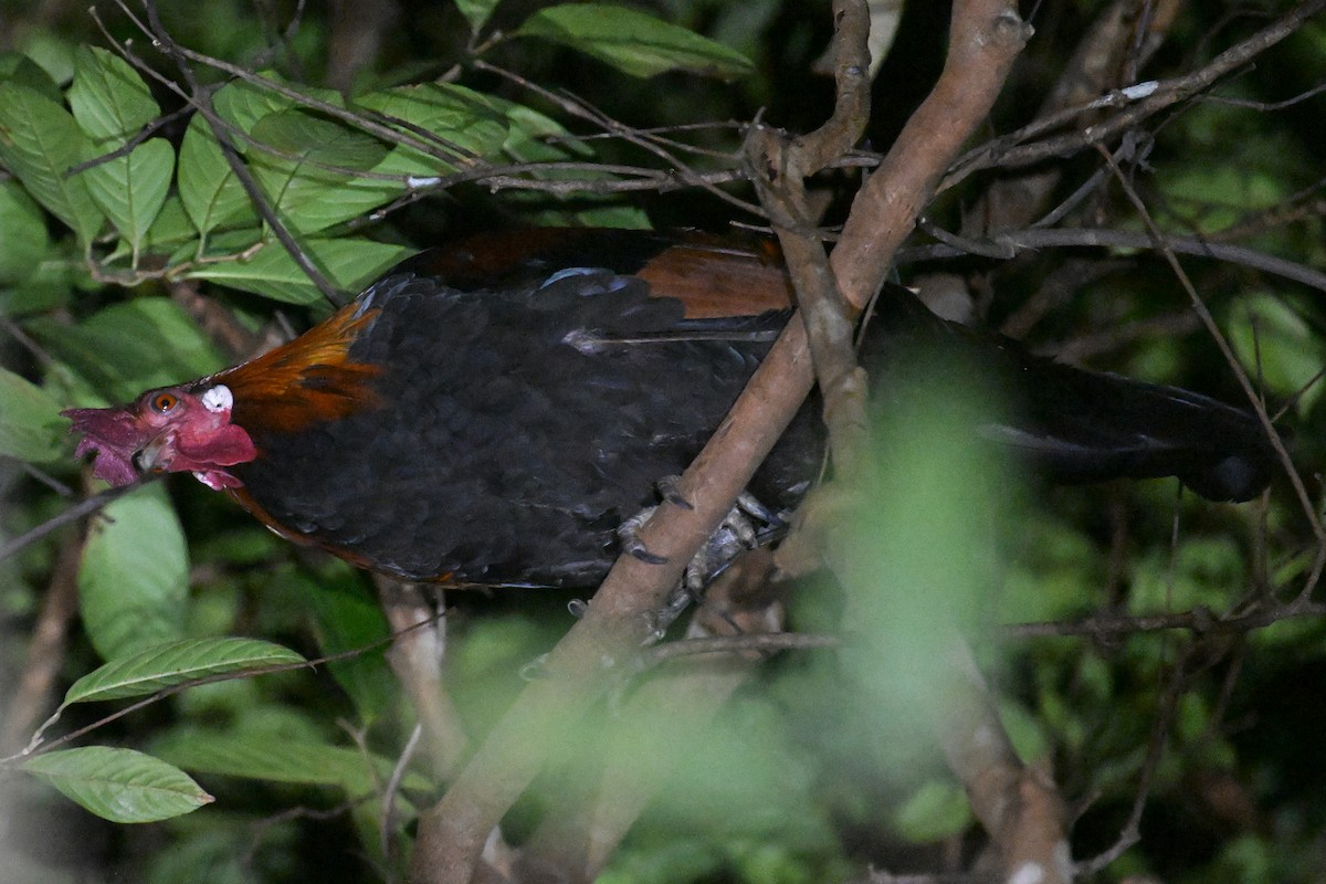 Red Junglefowl - ML624348976