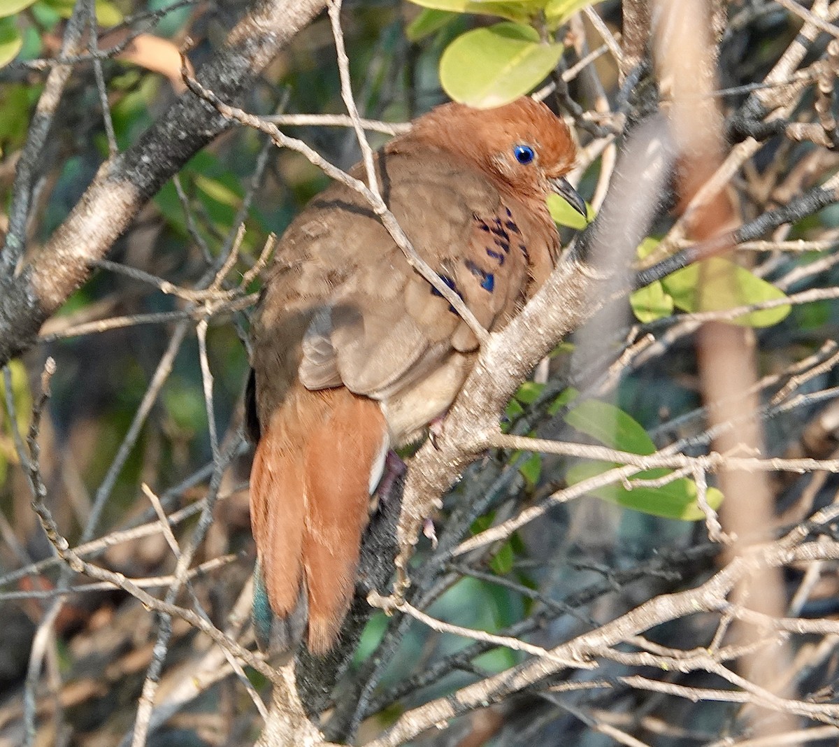 Blue-eyed Ground Dove - ML624349197