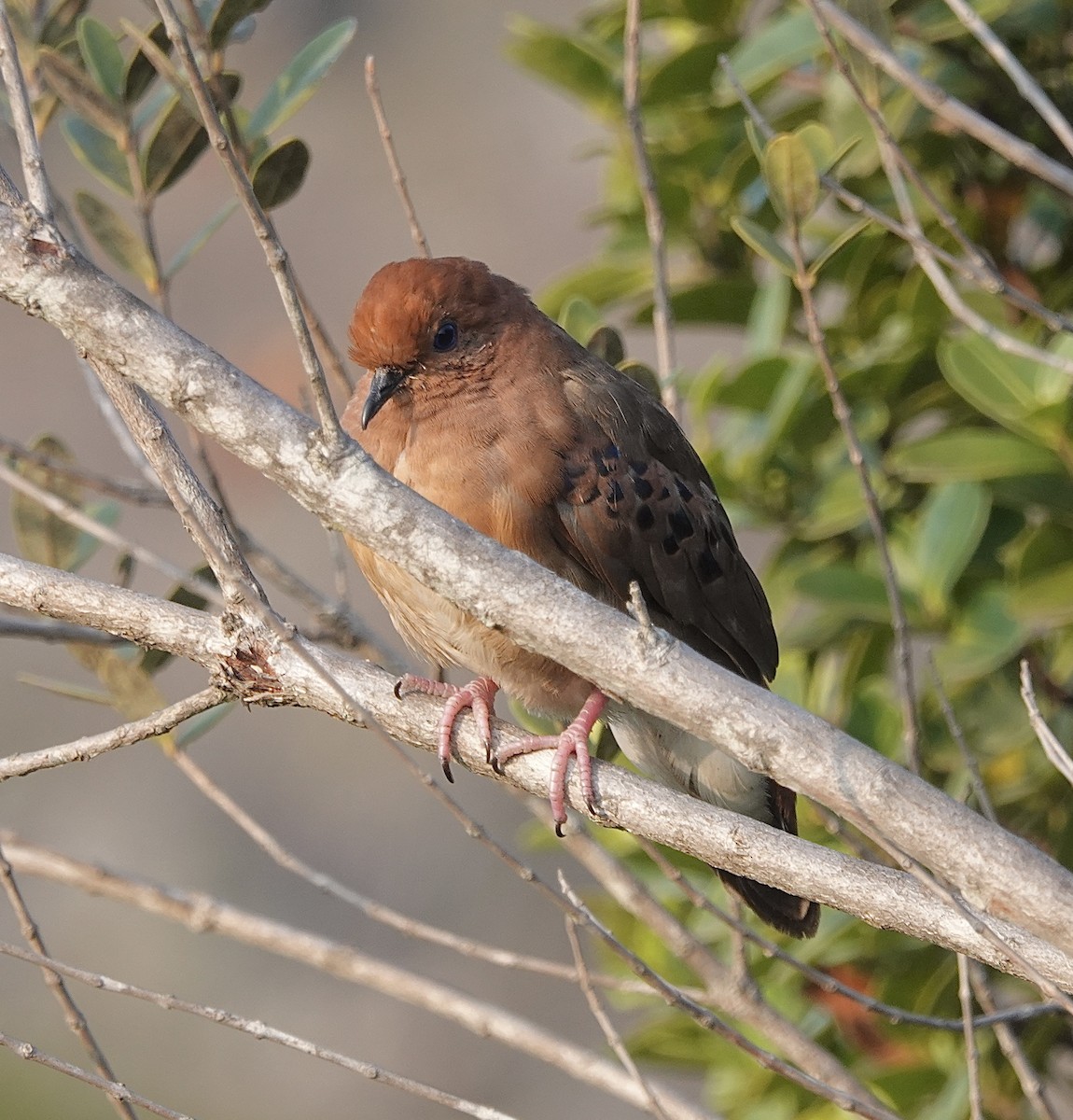 Blue-eyed Ground Dove - ML624349198