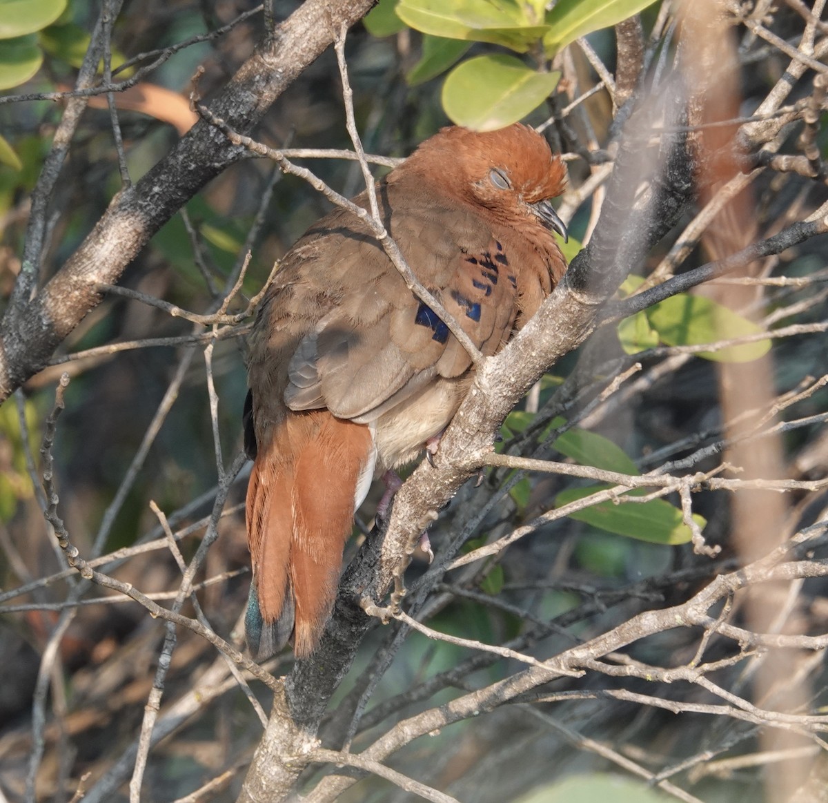 Blue-eyed Ground Dove - ML624349199