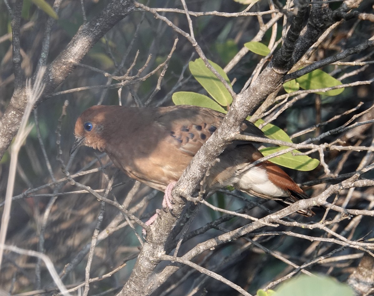 Blue-eyed Ground Dove - ML624349200