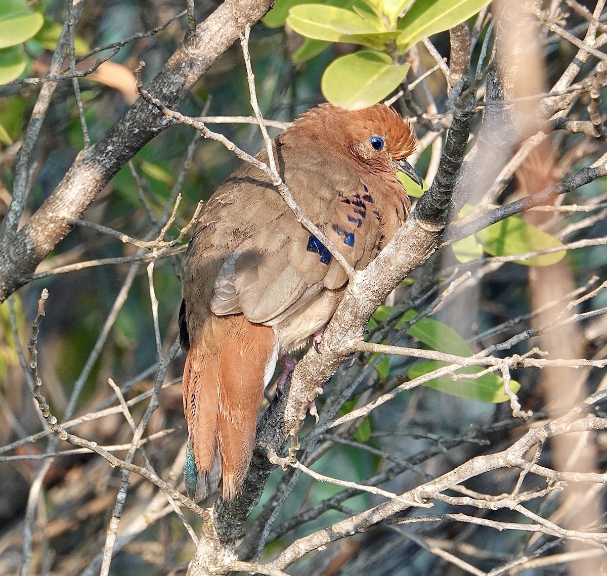 Blue-eyed Ground Dove - ML624349201