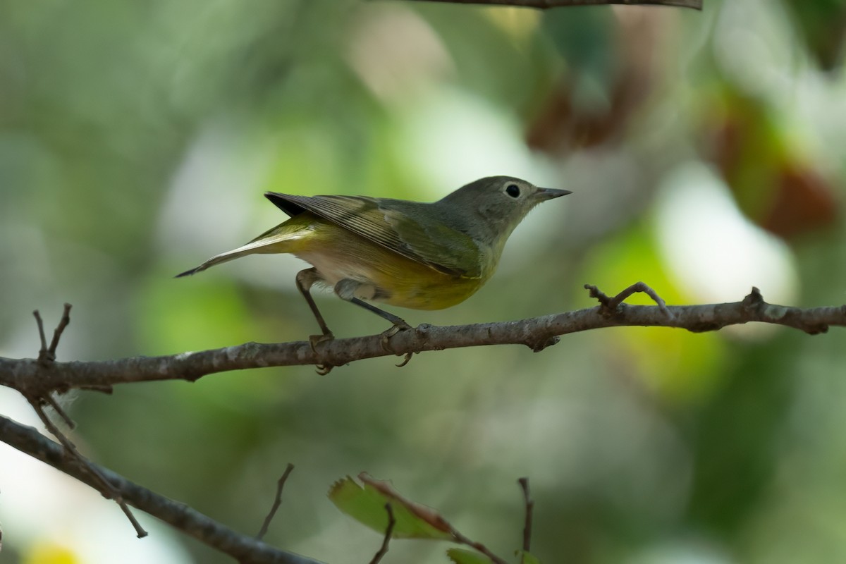 Nashville Warbler - ML624349239