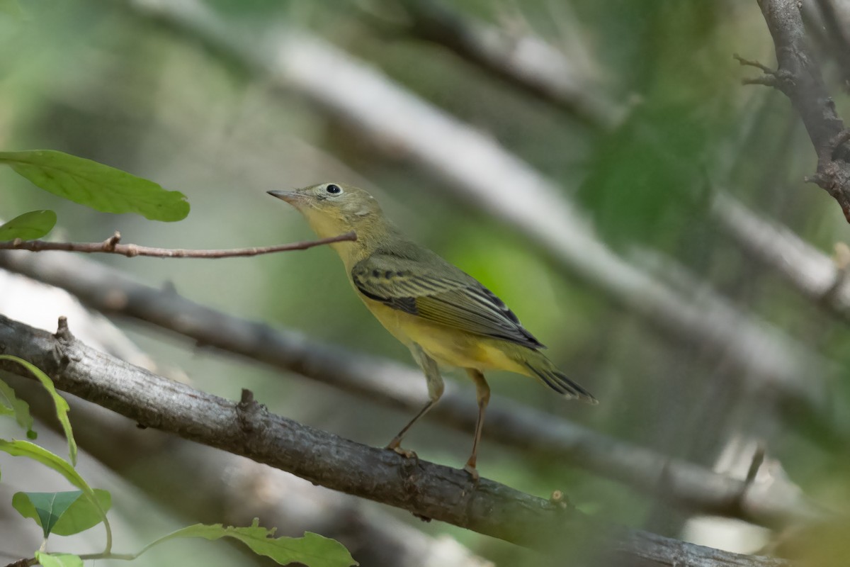 Nashville Warbler - ML624349240