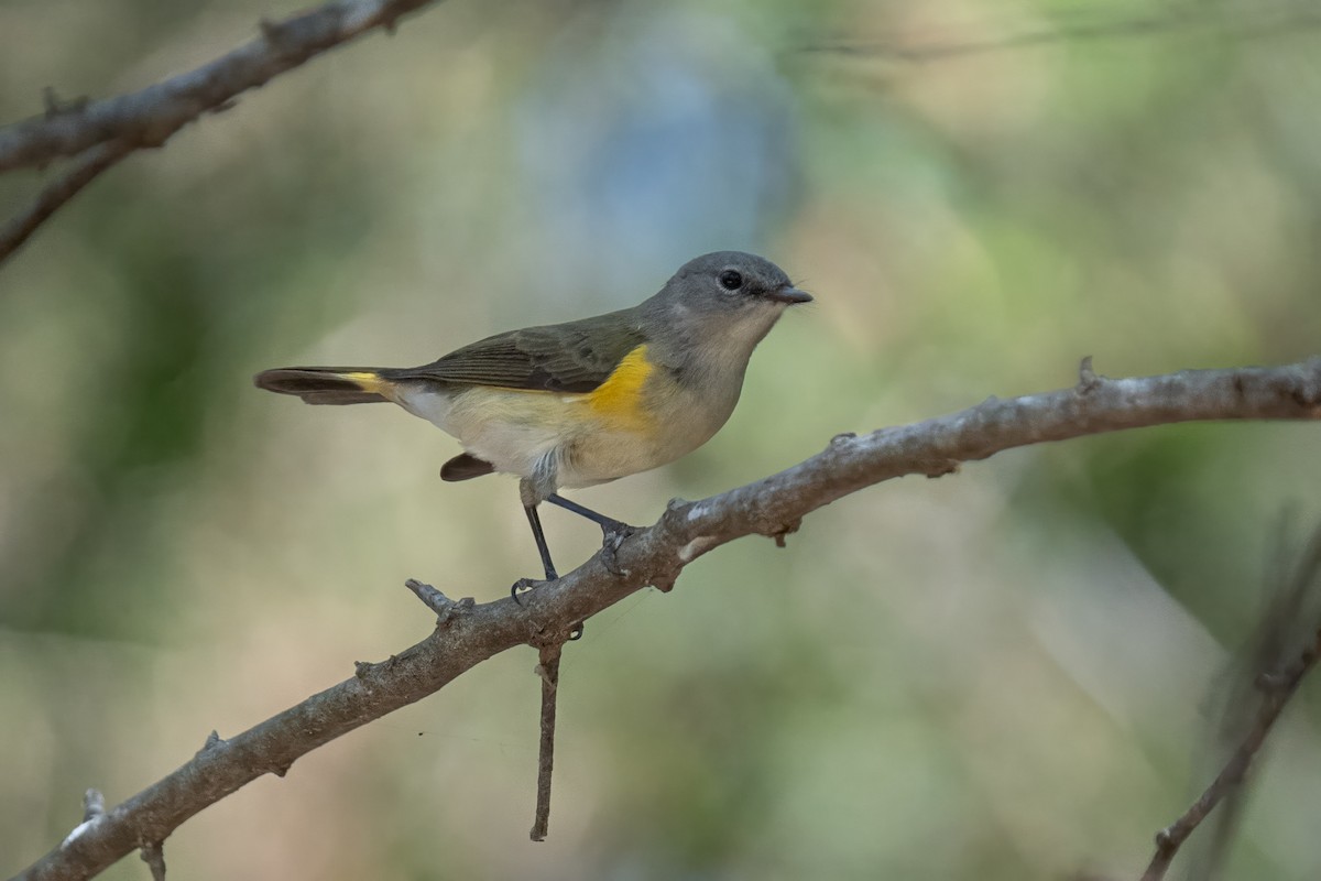 American Redstart - ML624349245