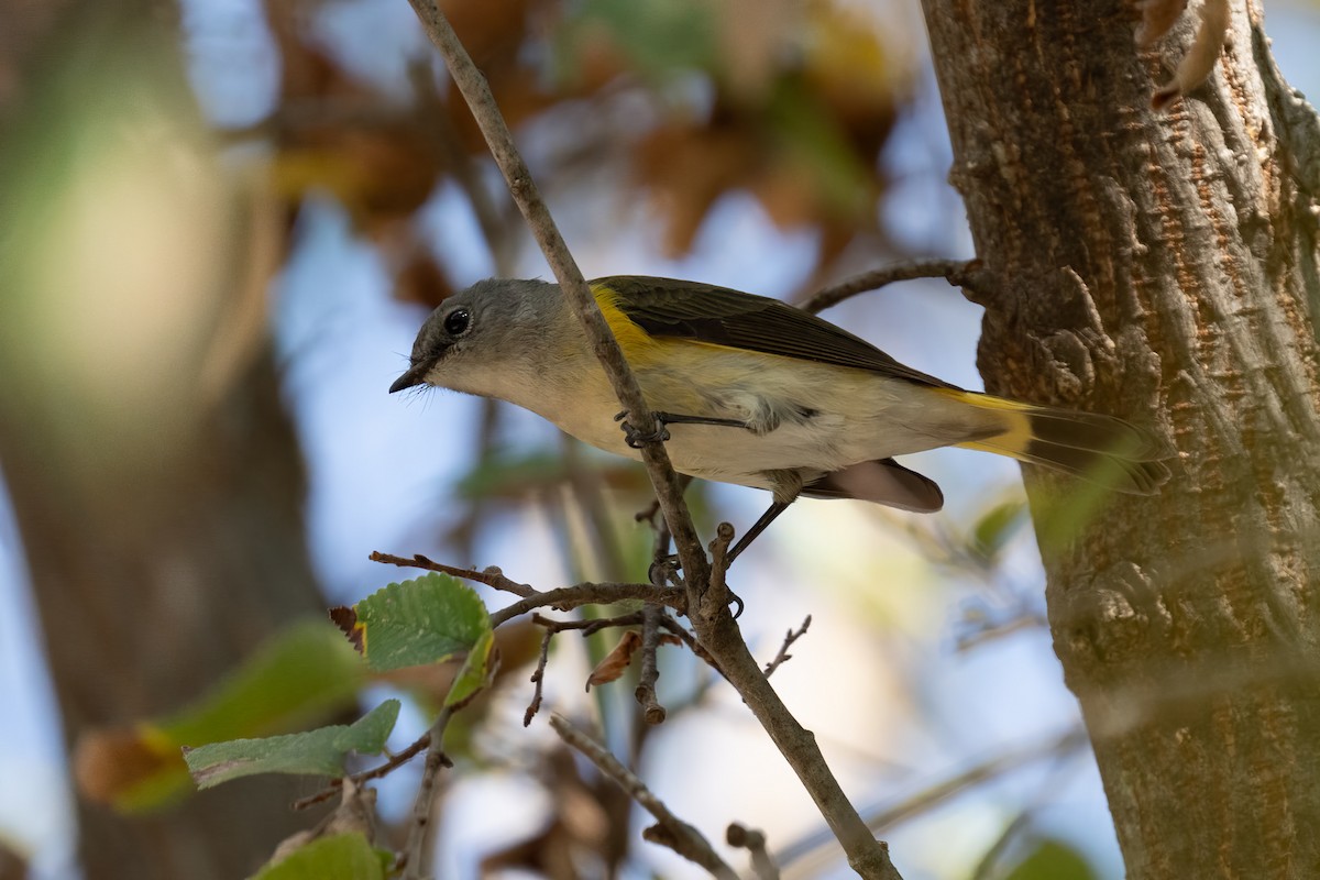 American Redstart - ML624349246