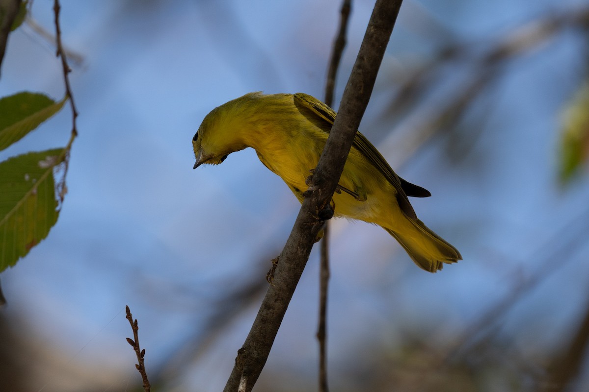 Yellow Warbler - ML624349250