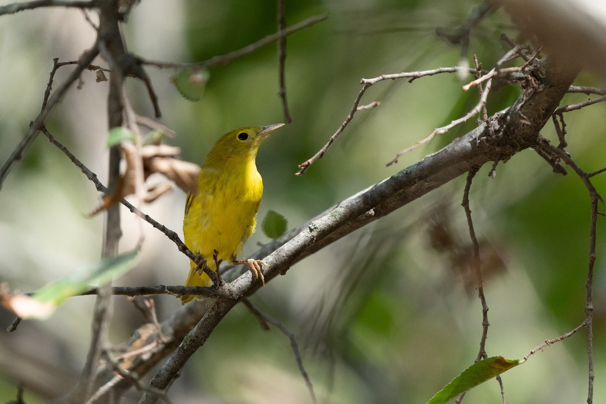 Yellow Warbler - ML624349251