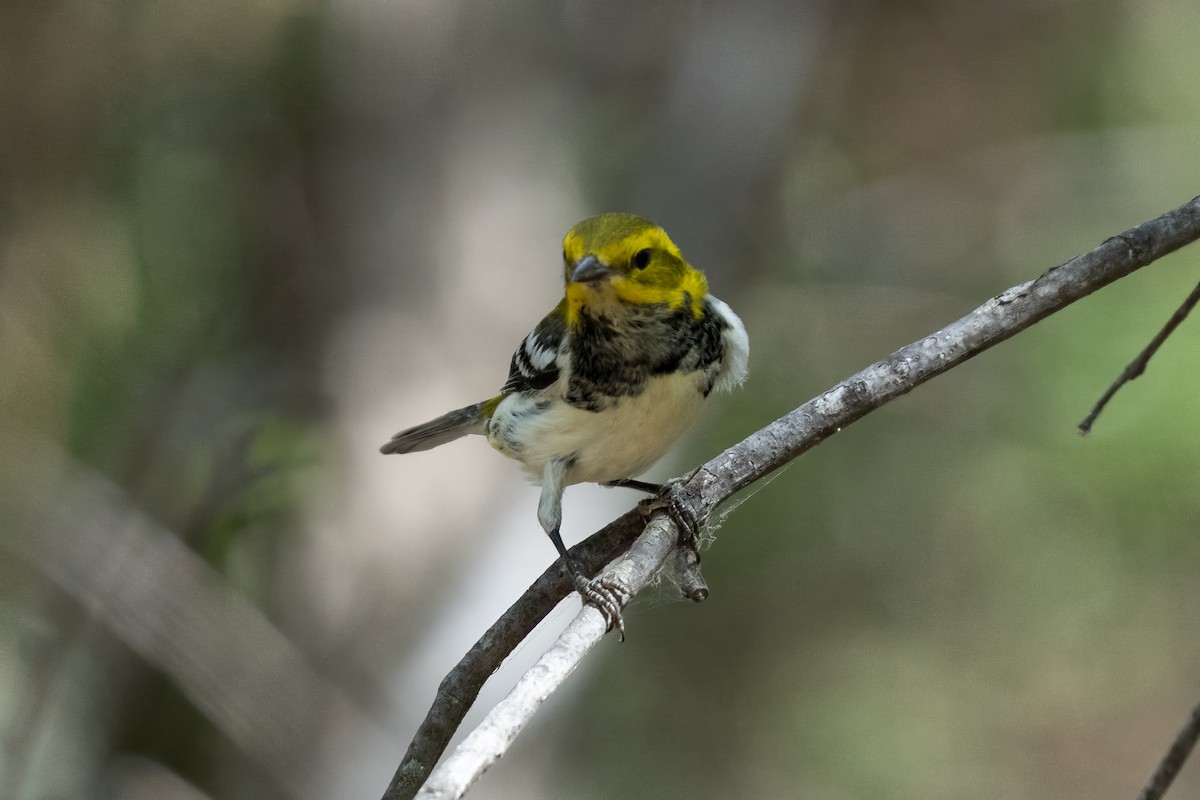 Black-throated Green Warbler - ML624349255