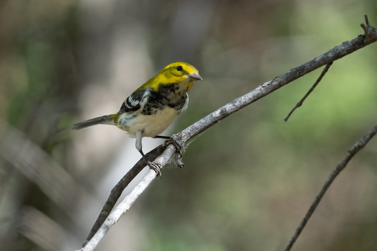 Black-throated Green Warbler - ML624349256