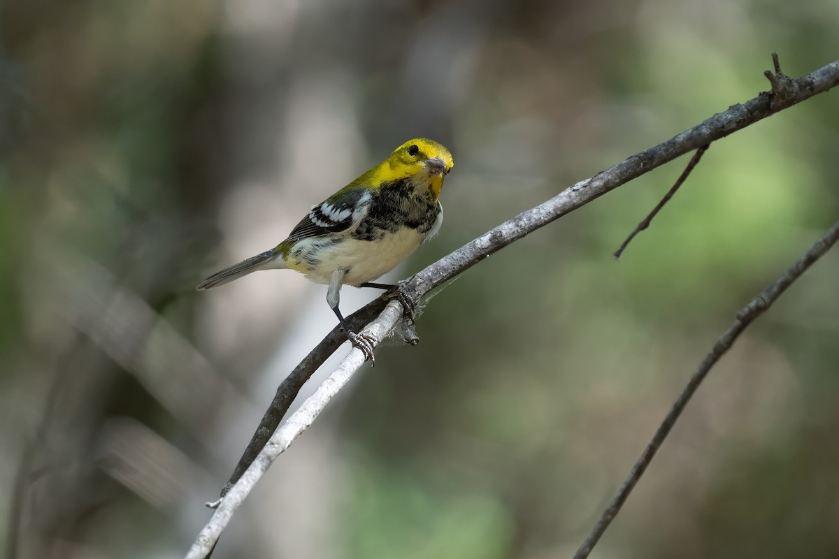 Black-throated Green Warbler - ML624349257