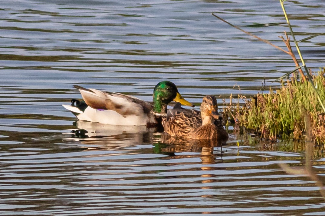 Canard colvert - ML624349268