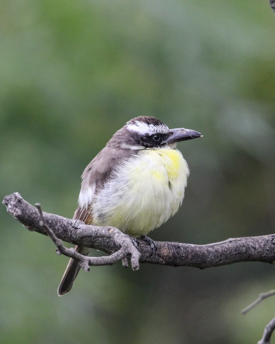 Boat-billed Flycatcher - ML624349435