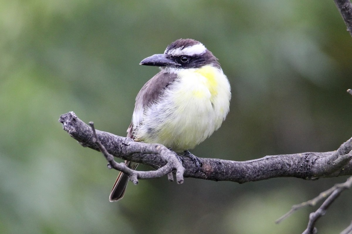Boat-billed Flycatcher - ML624349436