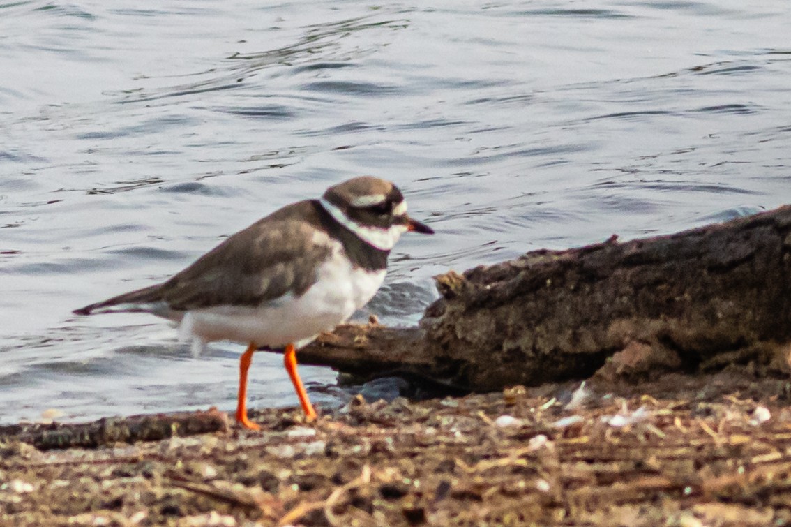 Common Ringed Plover - ML624349449