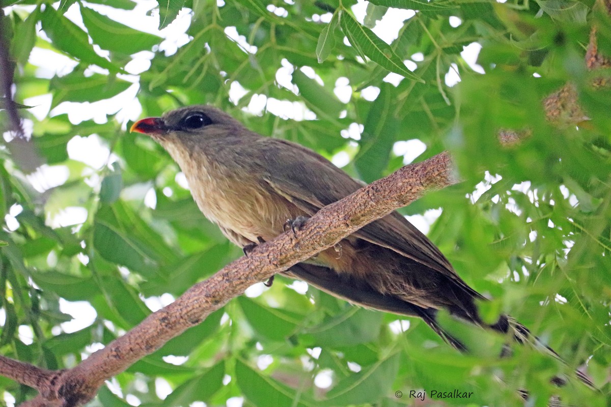 Sirkeer Malkoha - Raju Pasalkar