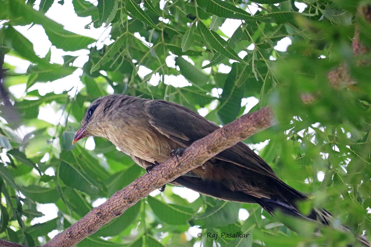 Sirkeer Malkoha - ML624349458