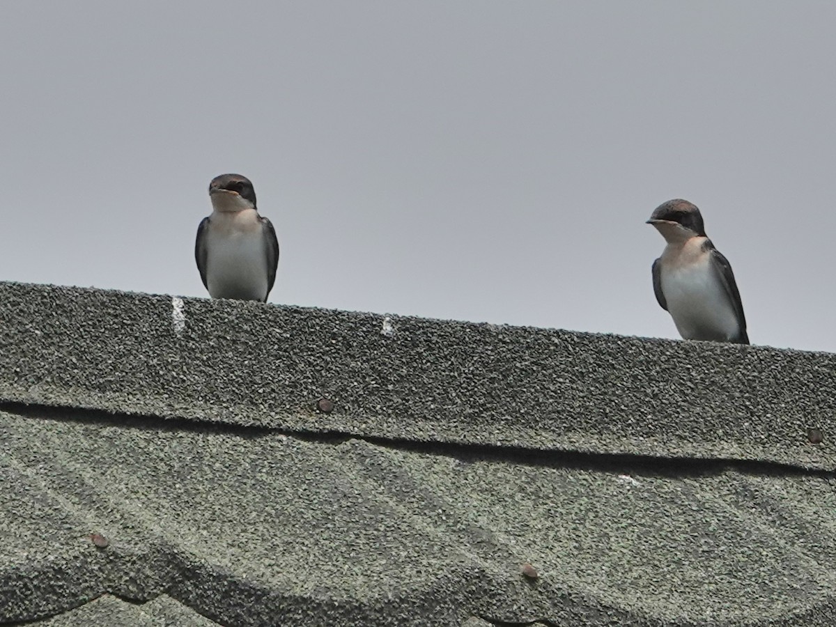Wire-tailed Swallow - ML624349521