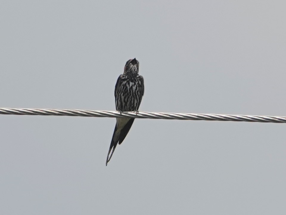 Lesser Striped Swallow - ML624349525
