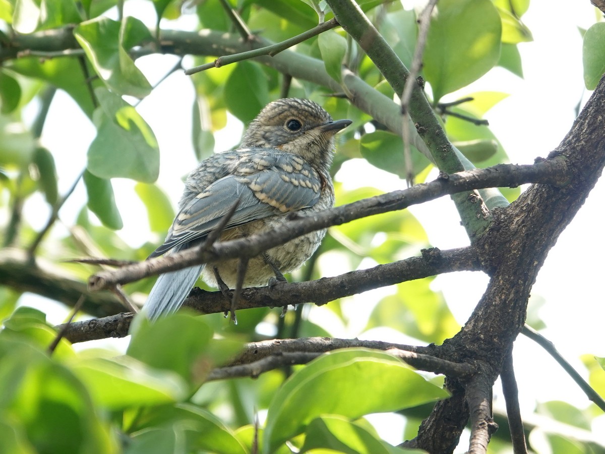 Silverbird - ML624349538