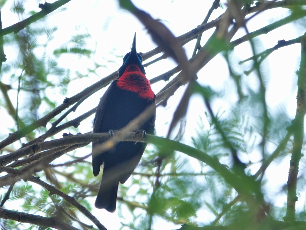 Scarlet-chested Sunbird - ML624349541