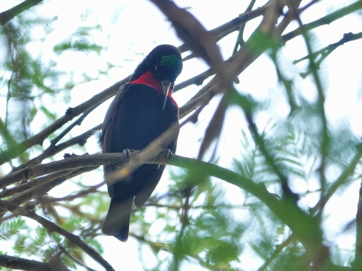 Scarlet-chested Sunbird - ML624349542