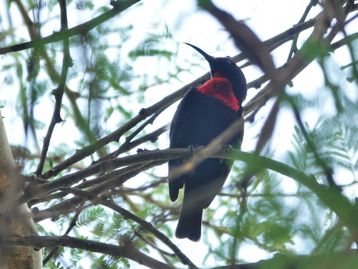 Scarlet-chested Sunbird - ML624349543