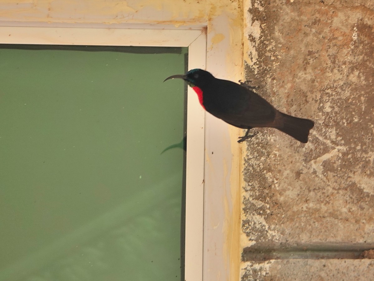 Scarlet-chested Sunbird - ML624349544