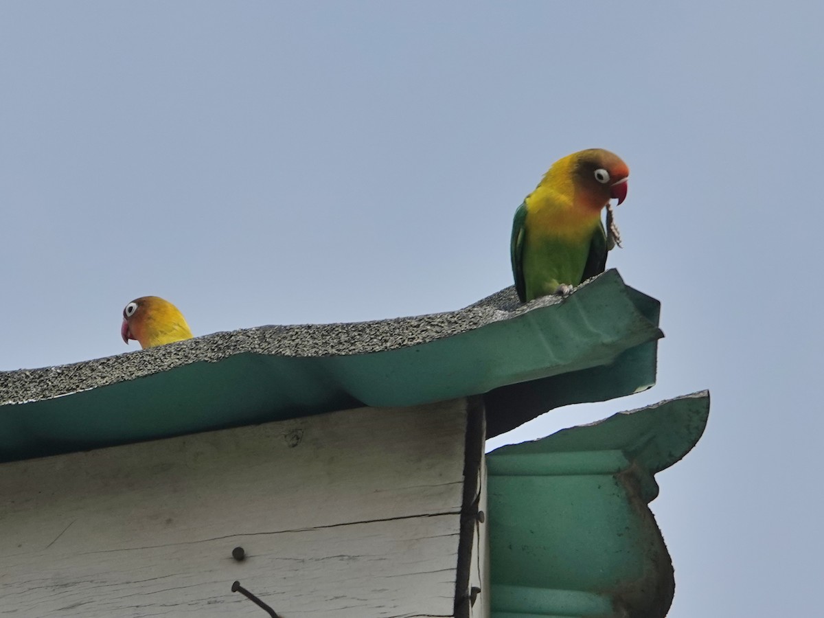 Fischer's x Yellow-collared Lovebird (hybrid) - ML624349549