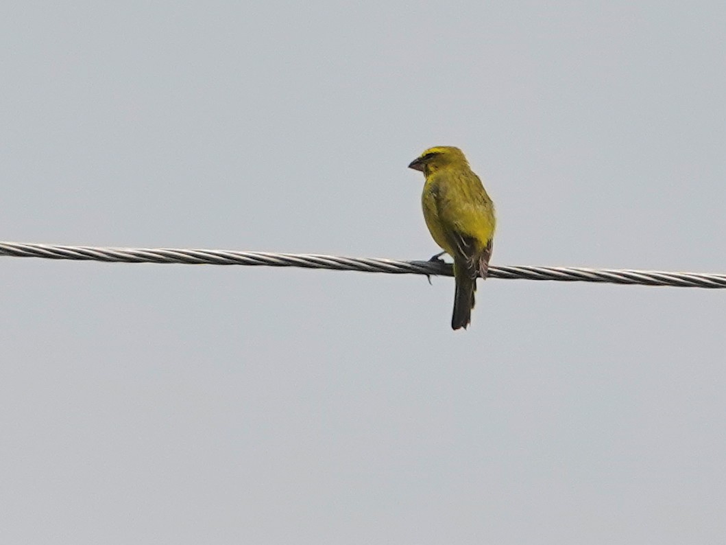 Brimstone Canary - ML624349552