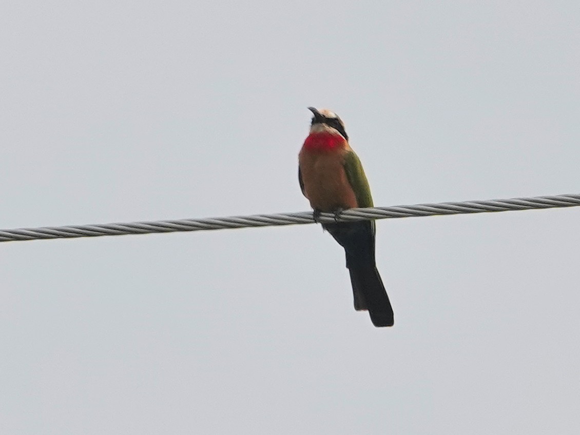 White-fronted Bee-eater - ML624349570
