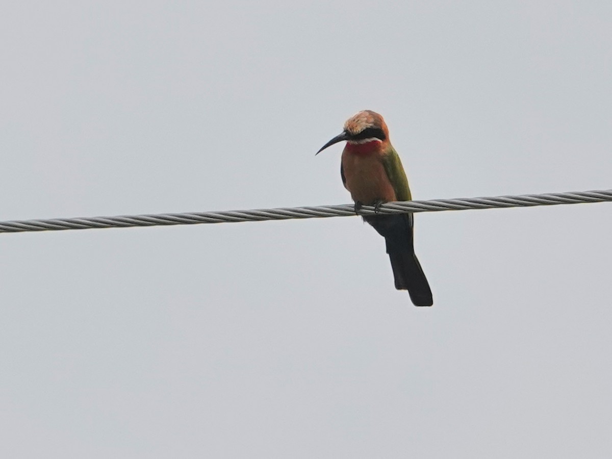 White-fronted Bee-eater - ML624349571