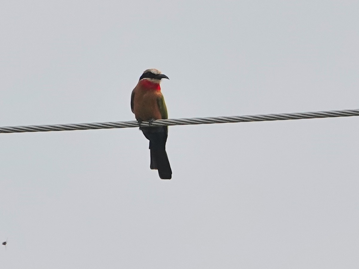 White-fronted Bee-eater - ML624349572