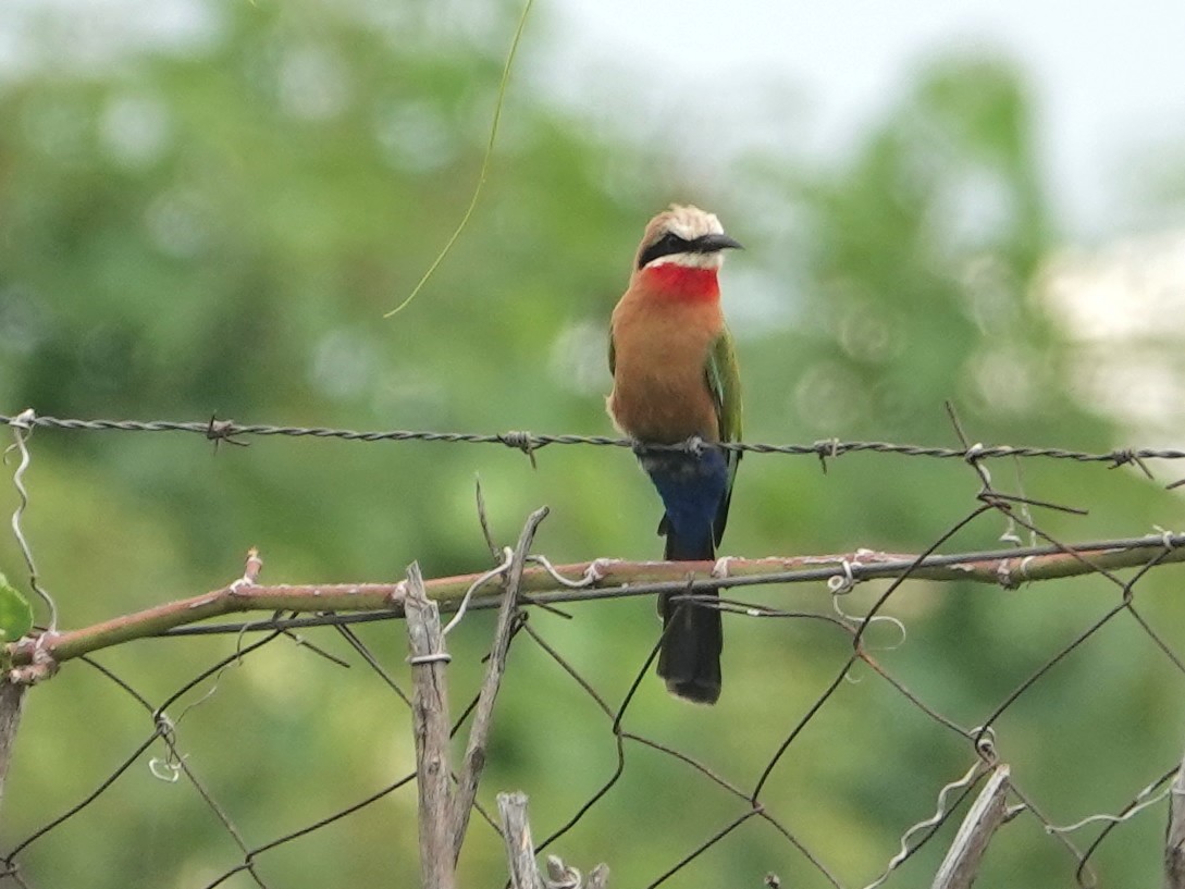 White-fronted Bee-eater - ML624349573