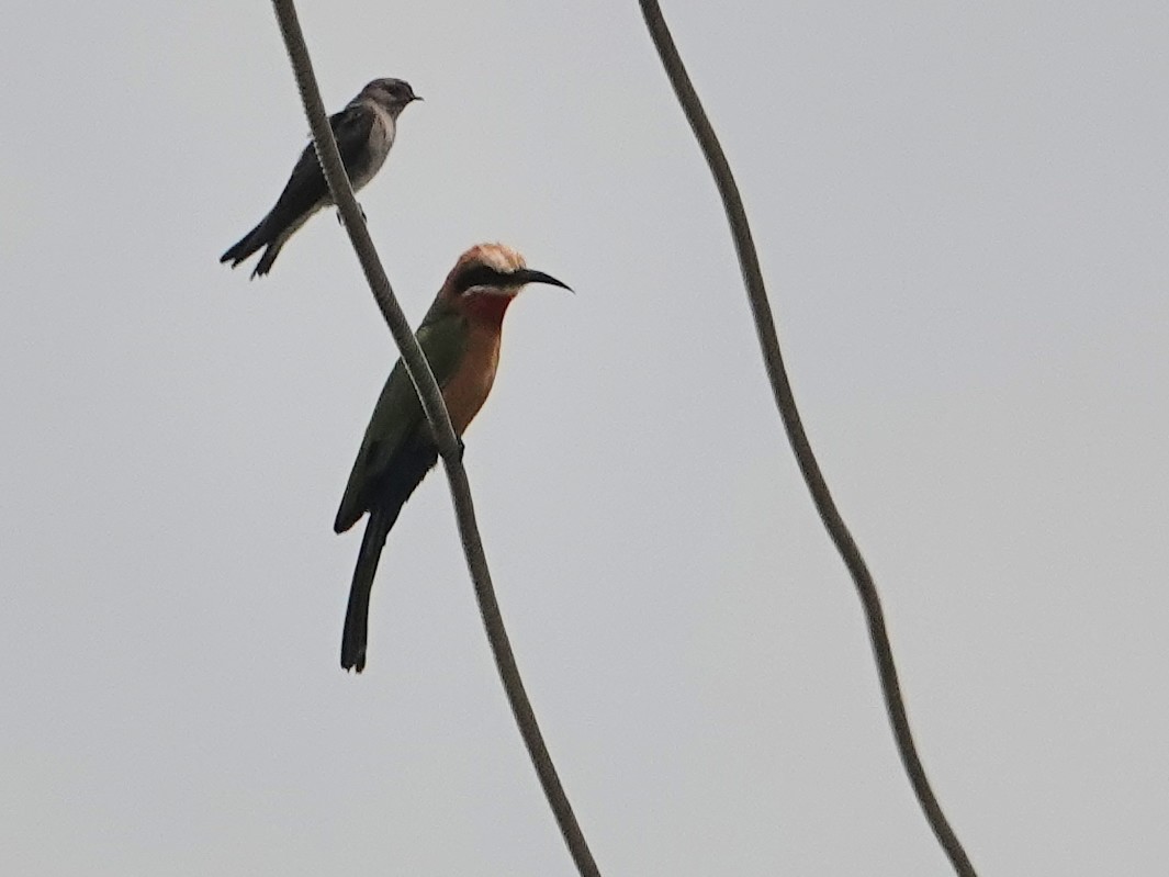 White-fronted Bee-eater - ML624349574
