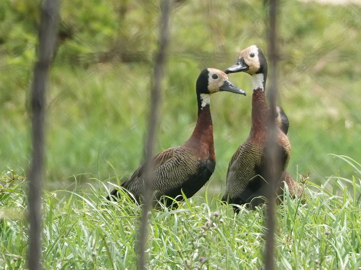 White-faced Whistling-Duck - ML624349591