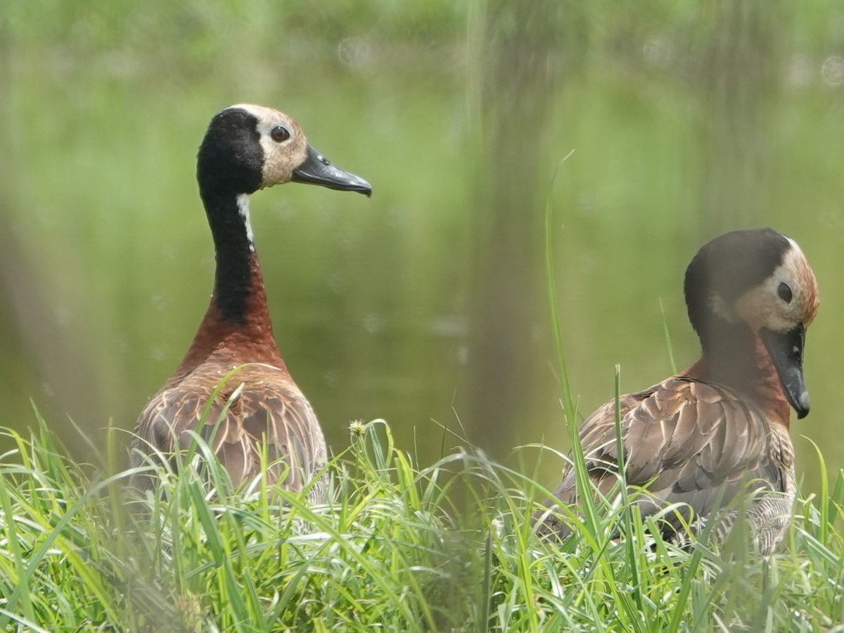 White-faced Whistling-Duck - ML624349592