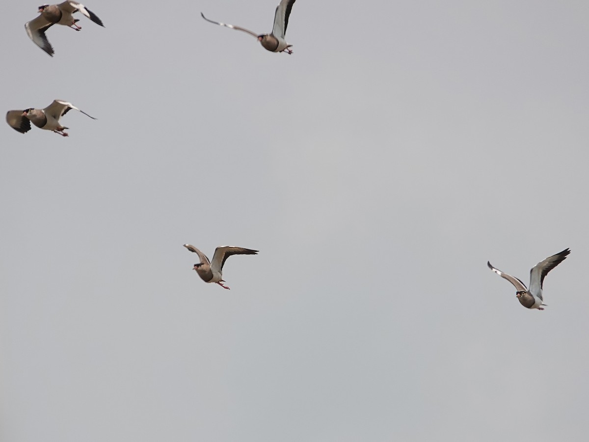 Crowned Lapwing - ML624349597