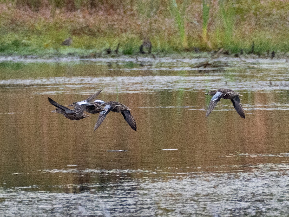 Blue-winged Teal - Chris Fischer