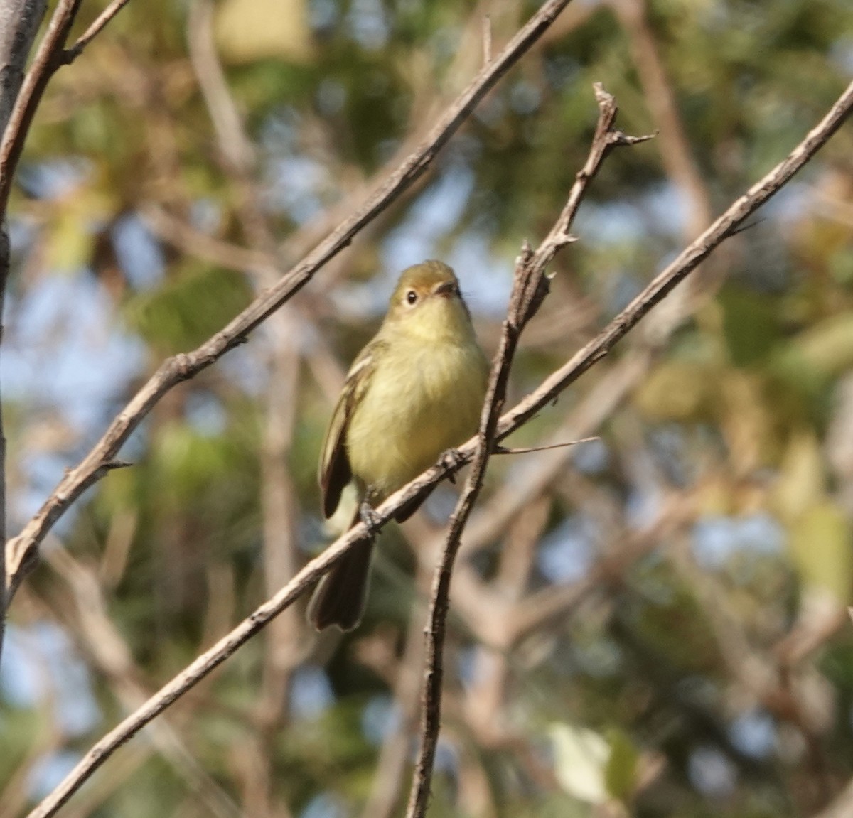 Tyranneau de Minas Gerais - ML624349744