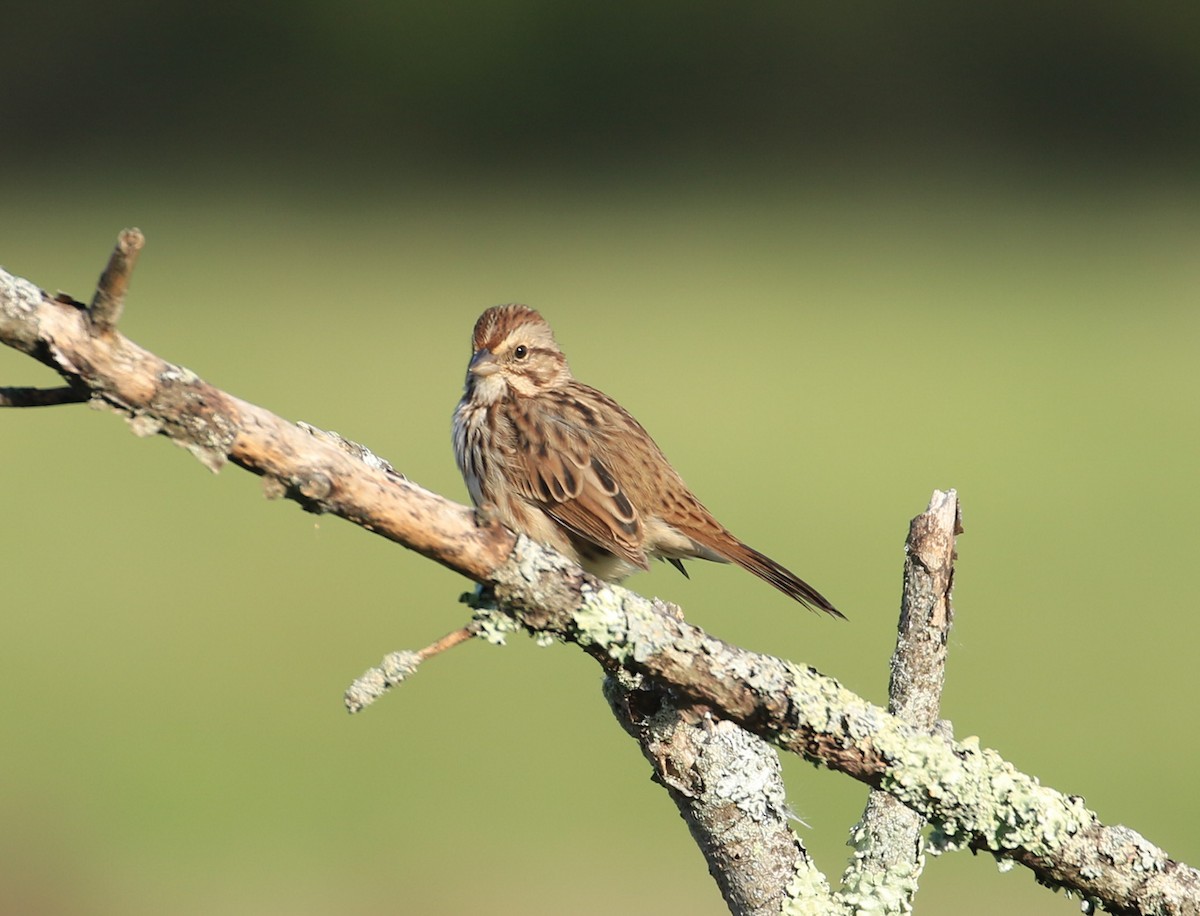 Song Sparrow - ML624349760
