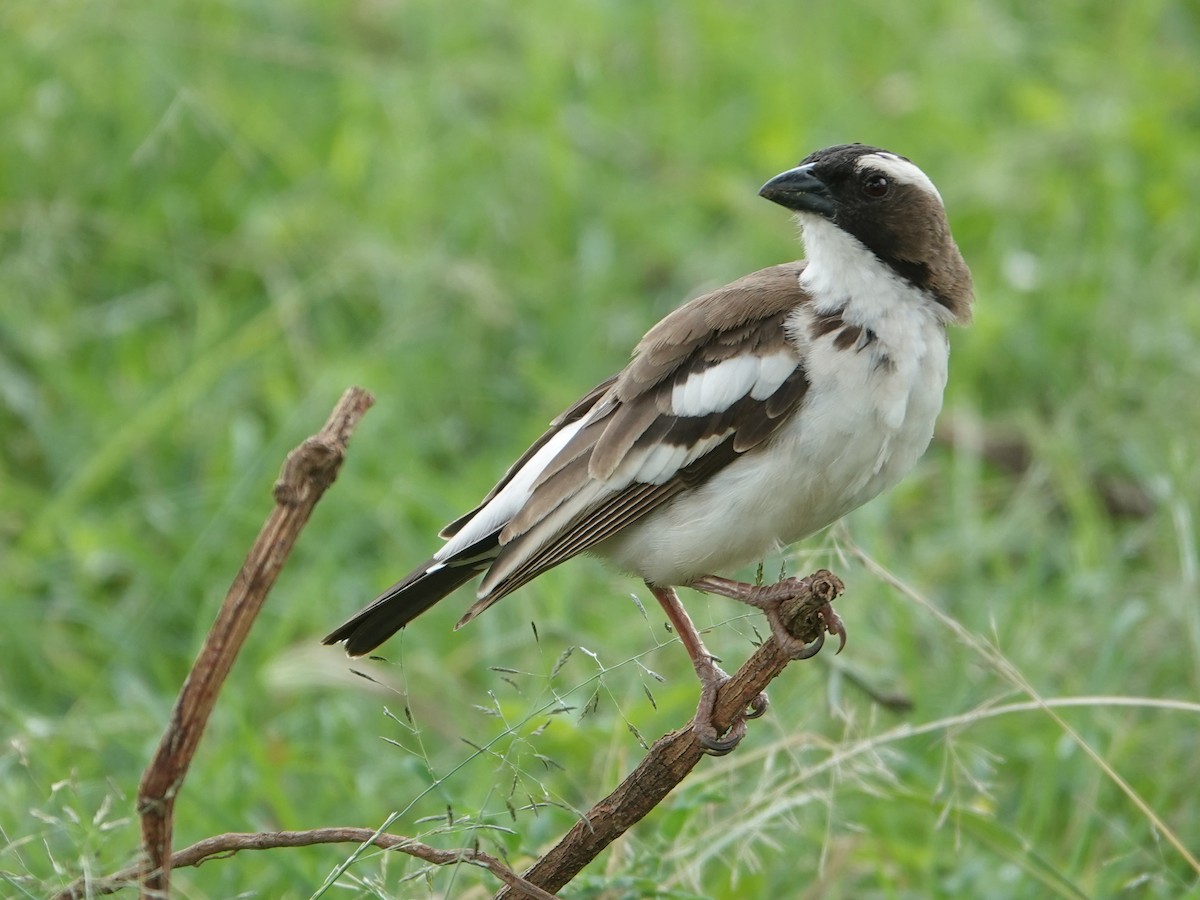 White-browed Sparrow-Weaver - ML624349771