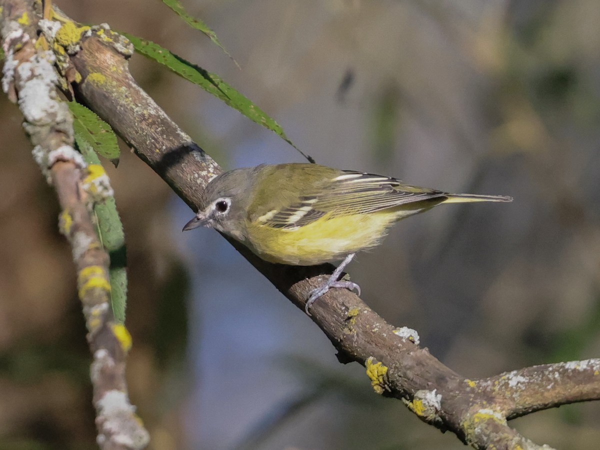 Blue-headed Vireo - ML624349772