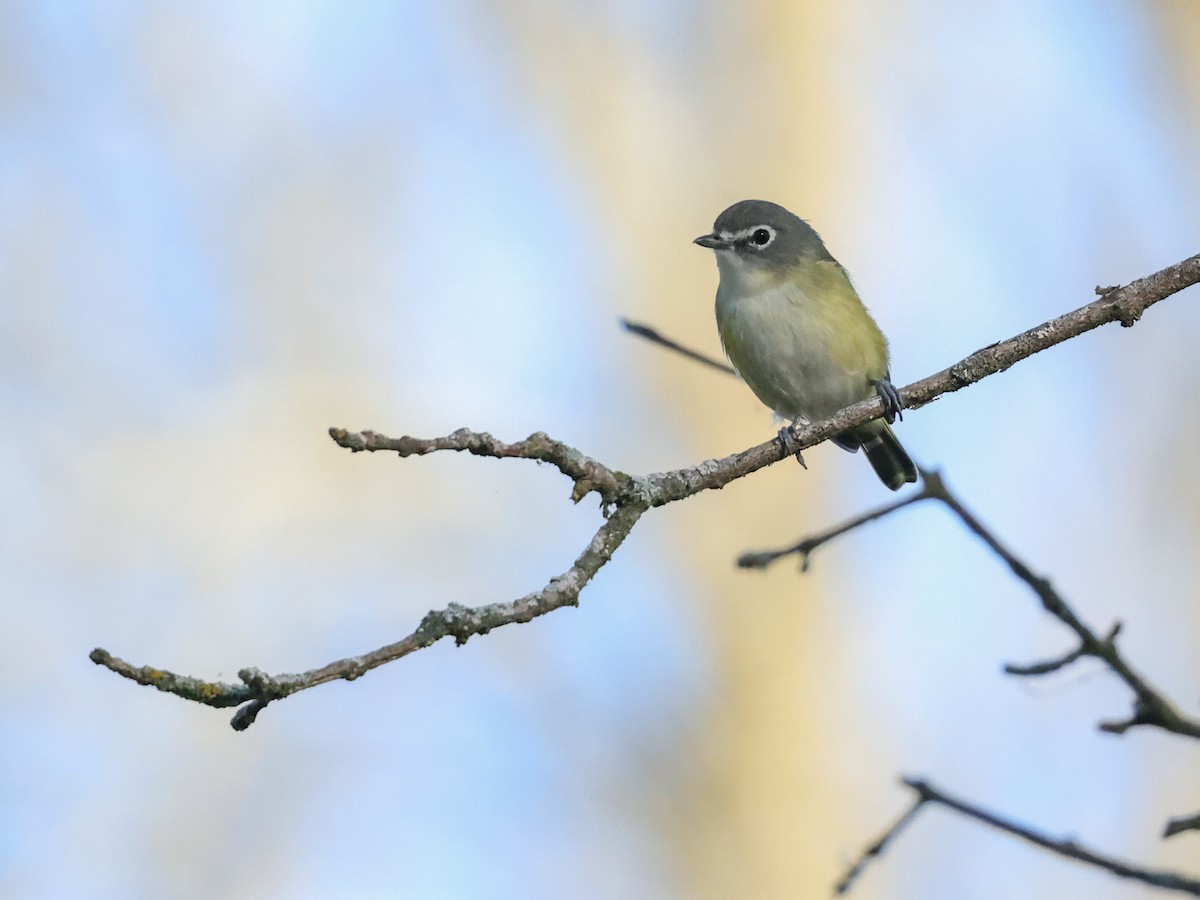 Blue-headed Vireo - ML624349773