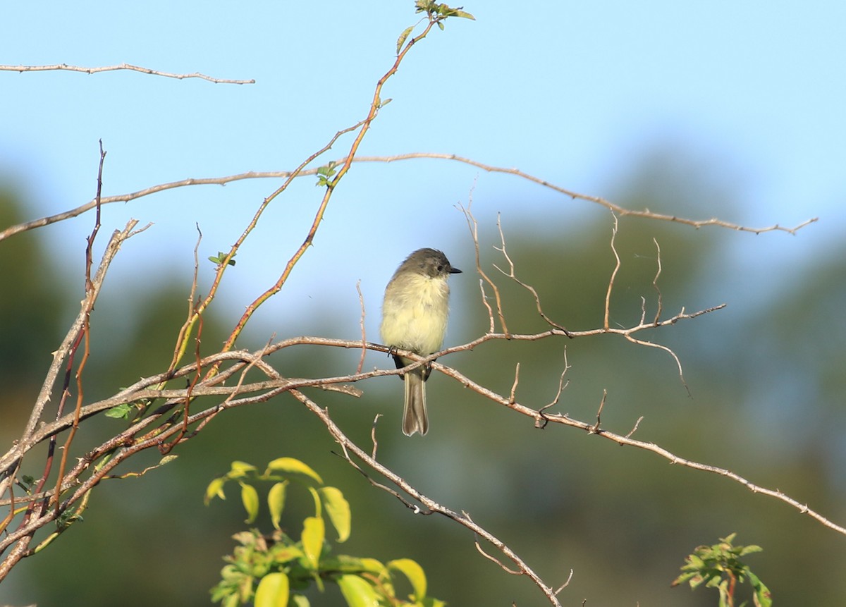 פיבי מזרחית - ML624349774