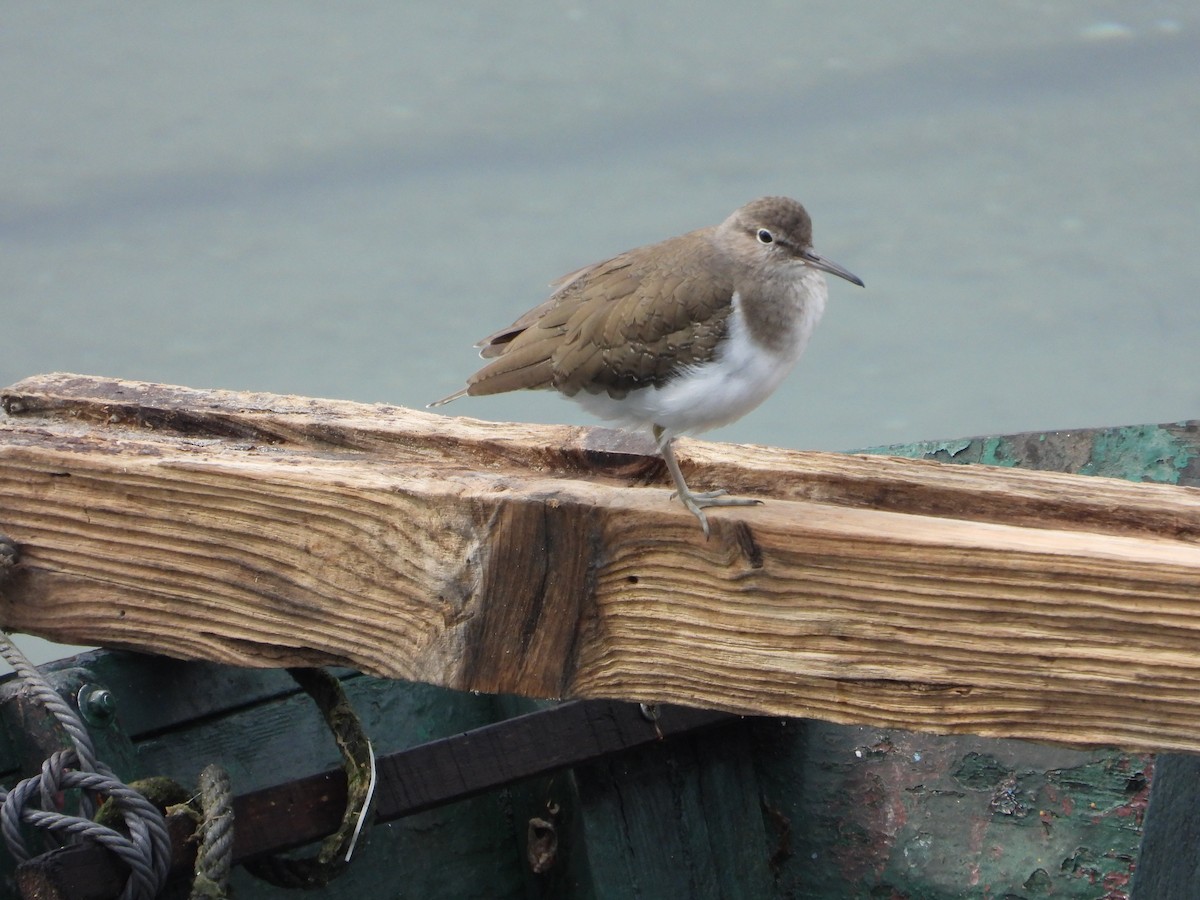 Common Sandpiper - Franqui Illanes