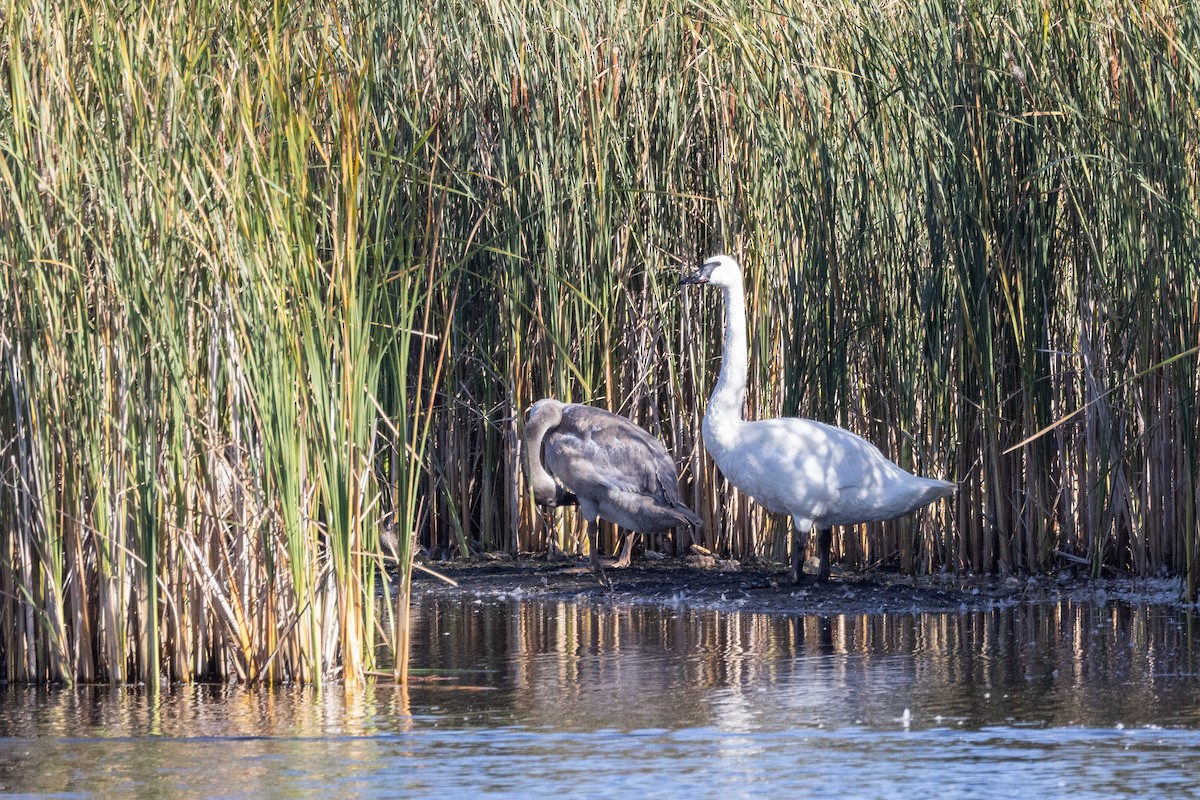 Trumpeter Swan - ML624349787