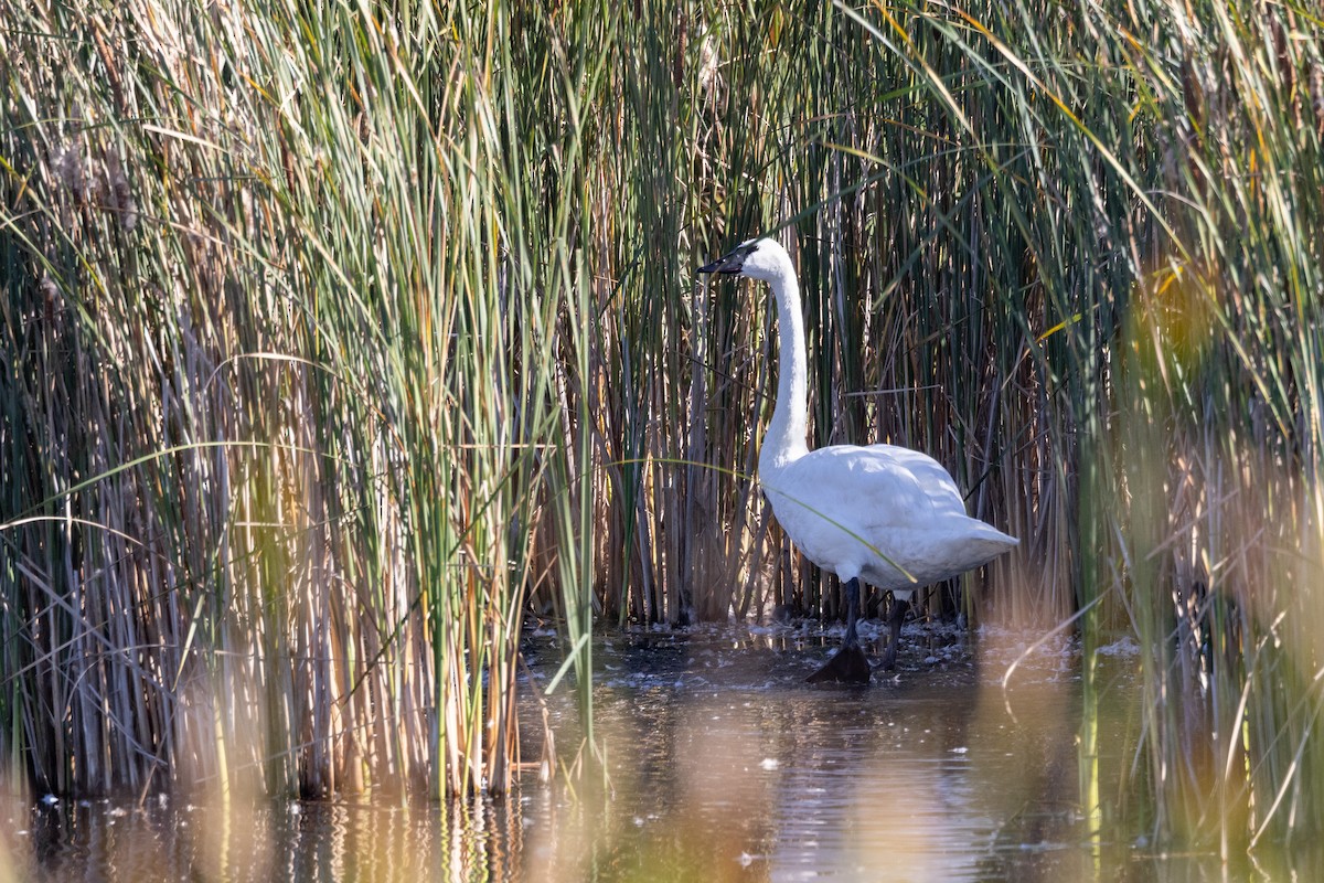 Trumpeter Swan - ML624349788